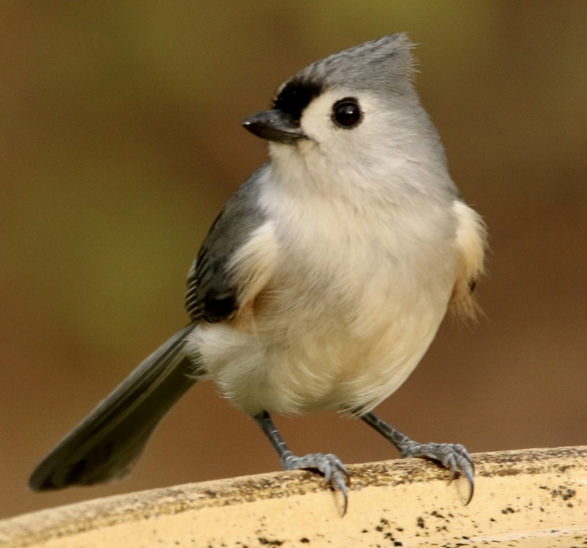 Tufted Titmouse - ML645943867