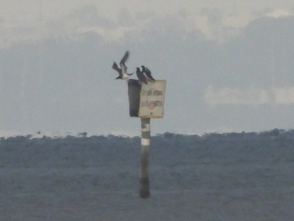 Zanga iluna - ML645943870