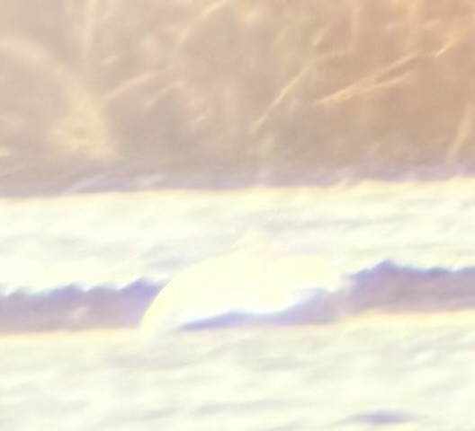 Beltxarga txistularia - ML645943876