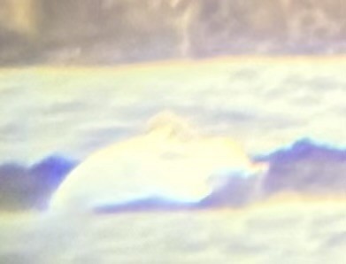 Beltxarga txistularia - ML645943877