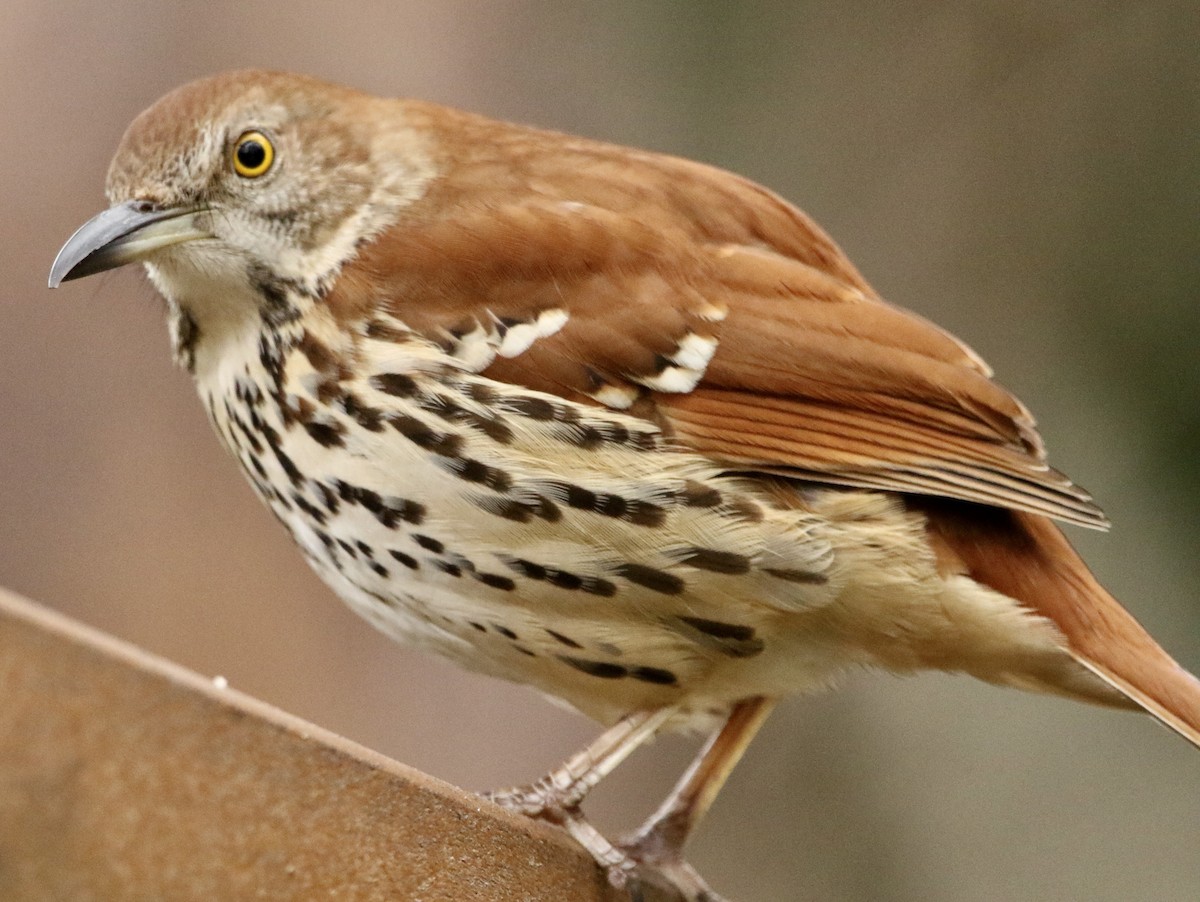 Kuitlakotxe gorrizta - ML645943879