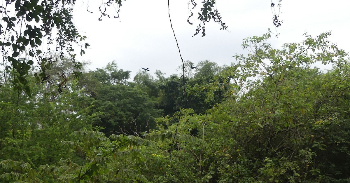 Greater Ani - ML645943880