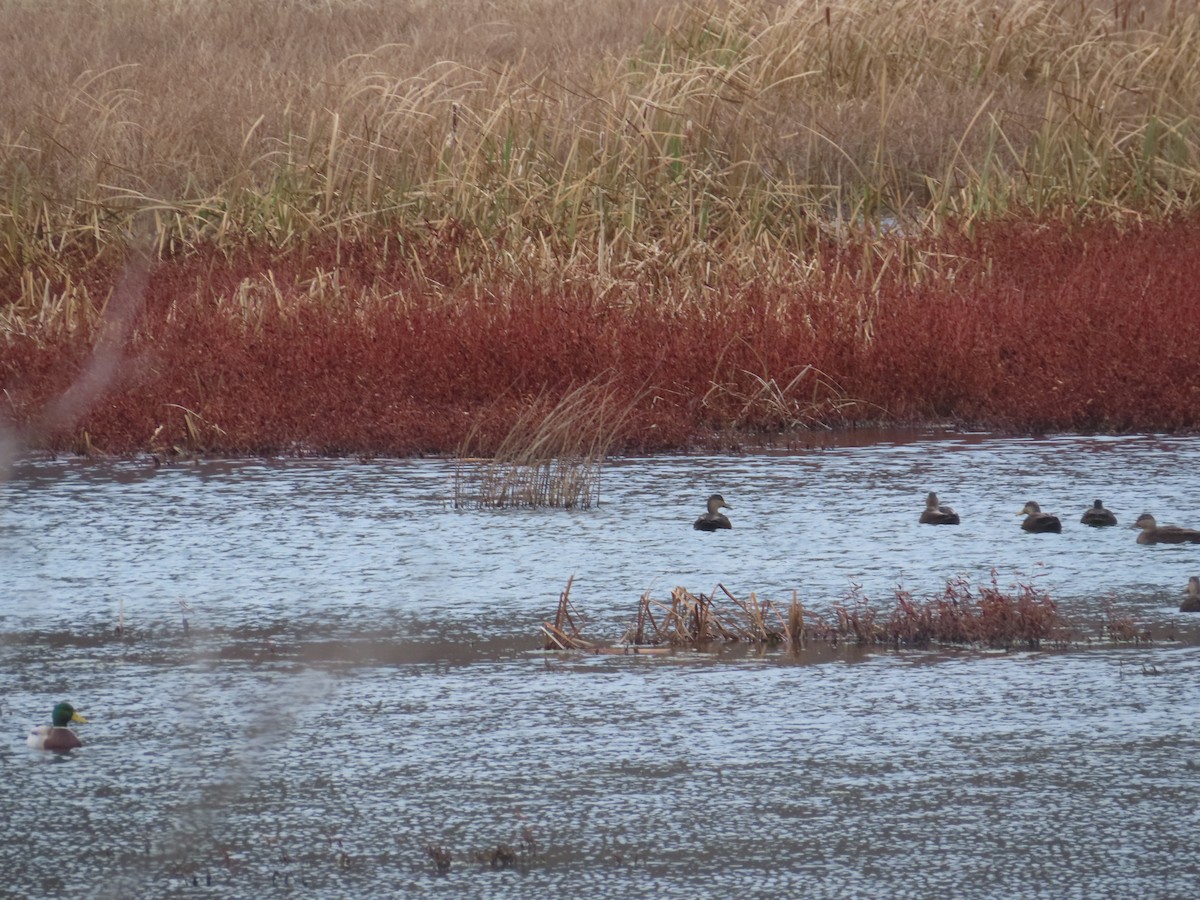 Ahate iluna - ML645943881