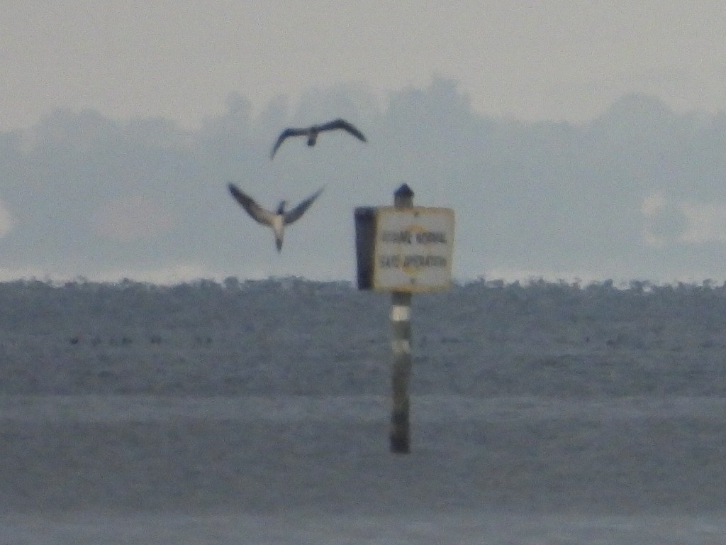 Zanga iluna - ML645943882