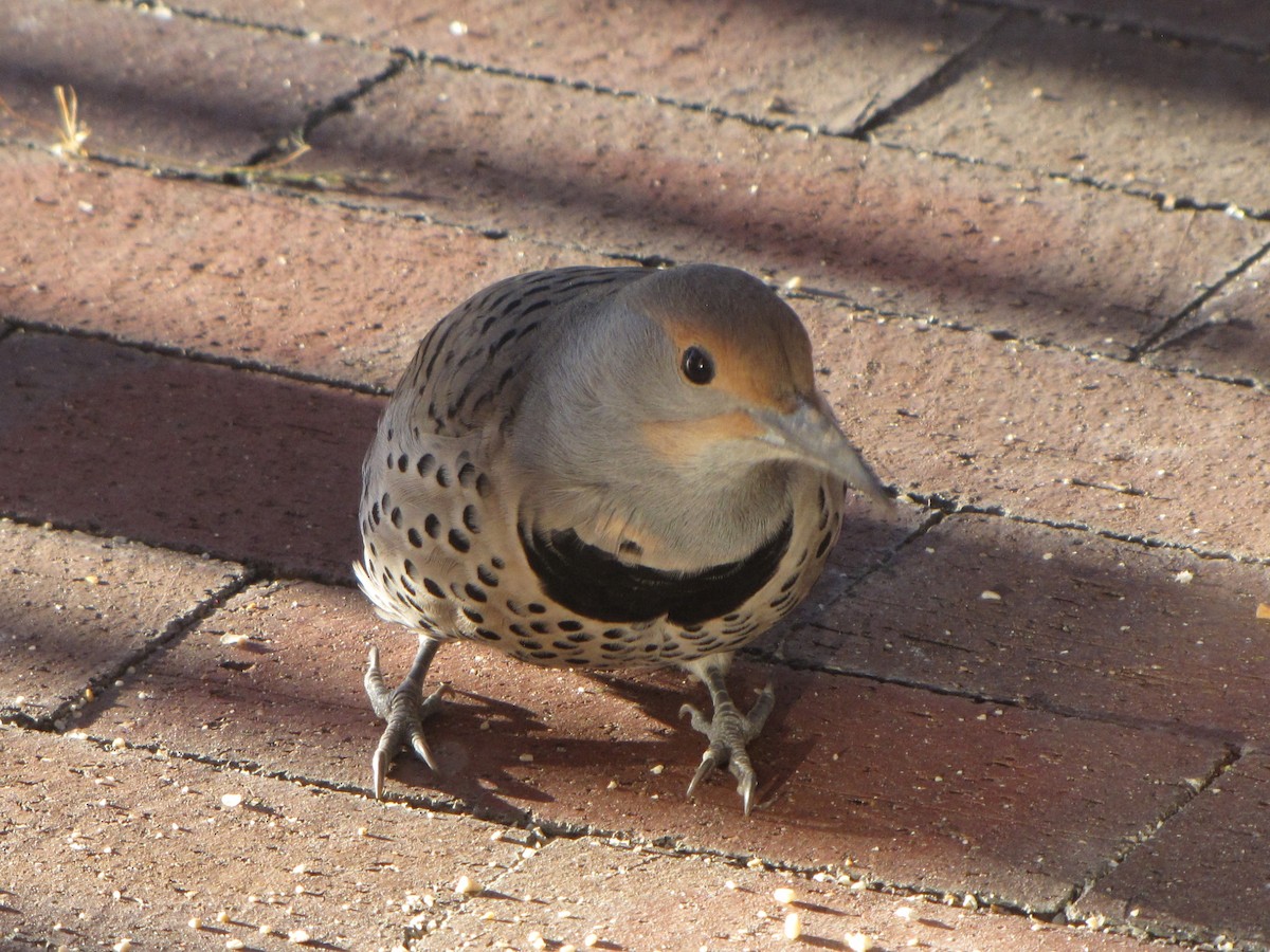Northern Flicker - ML645943883