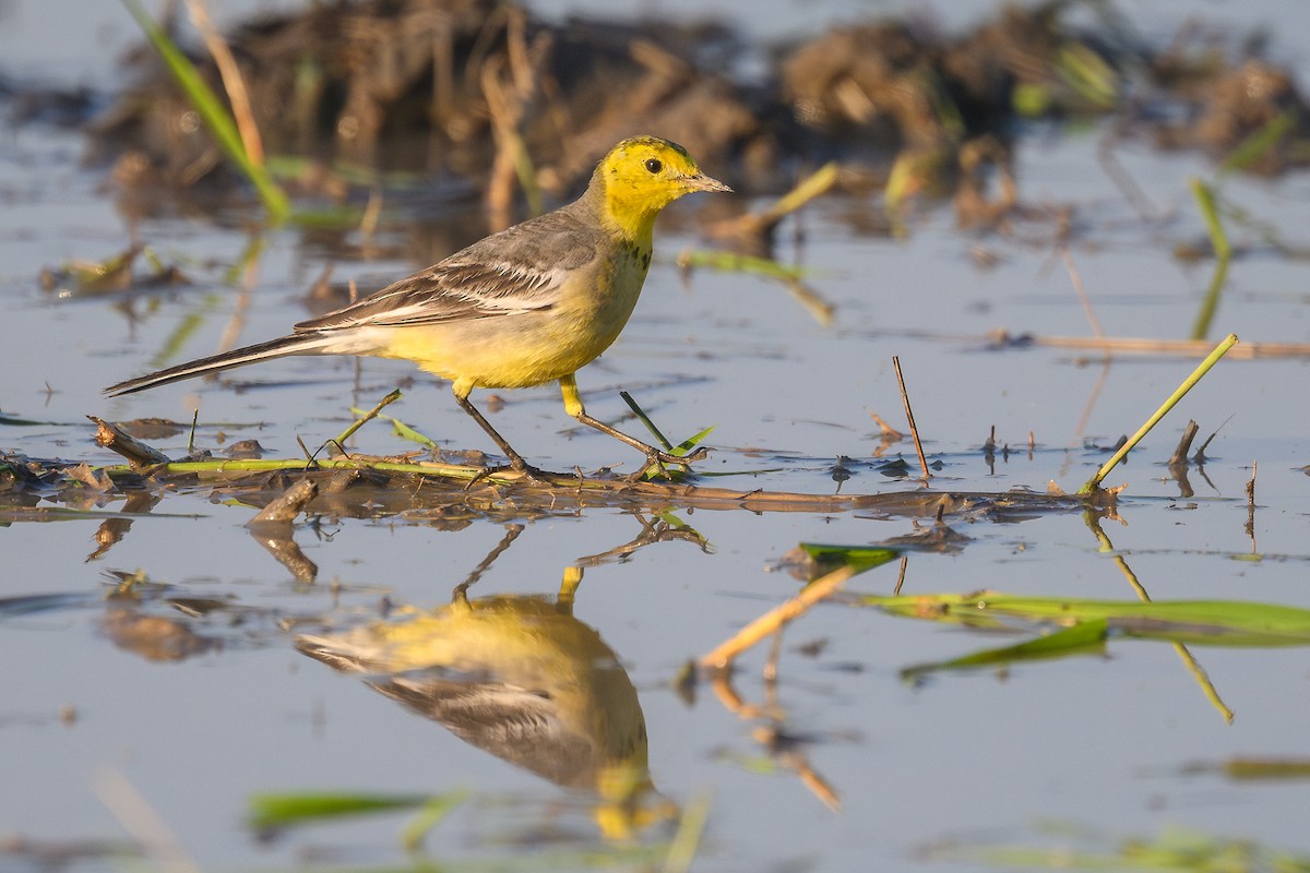 Citrine Wagtail - ML645943884