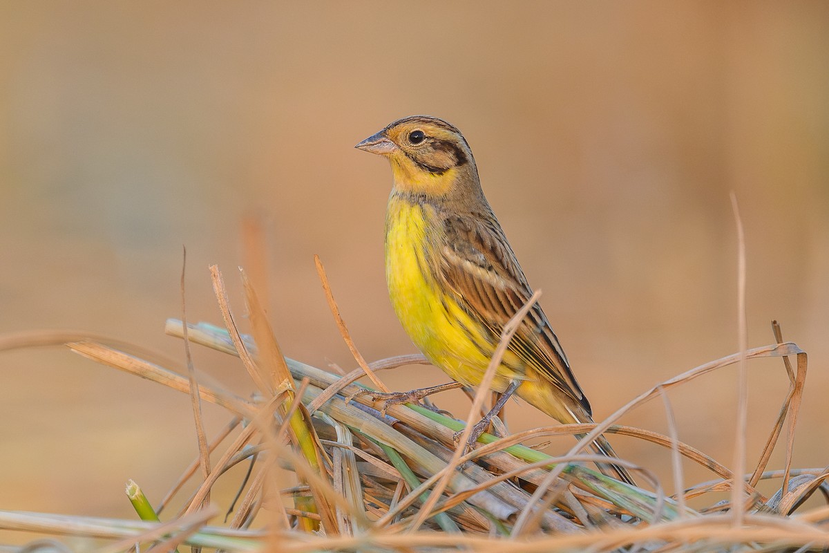 Вівсянка лучна - ML645943887