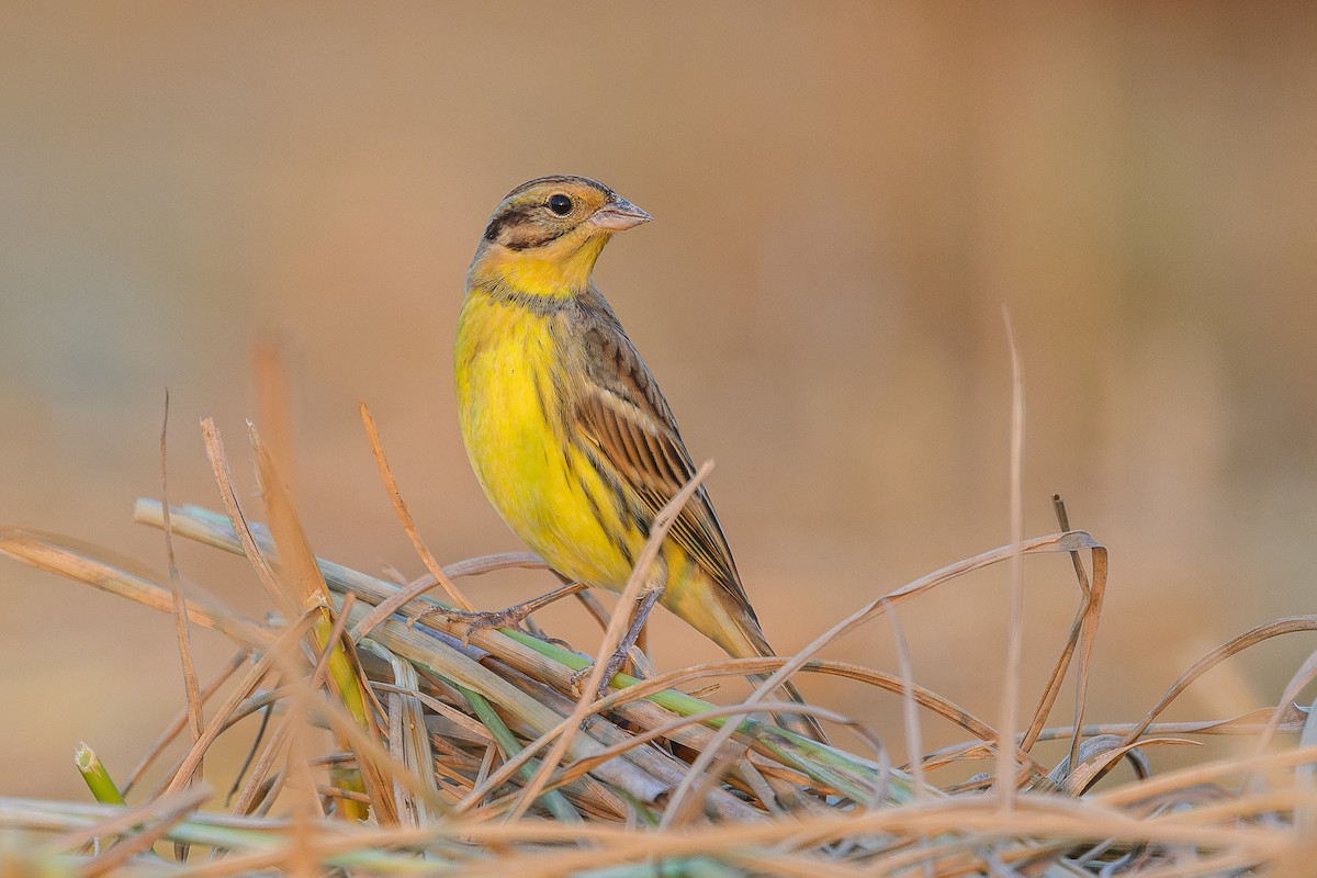 Вівсянка лучна - ML645943888