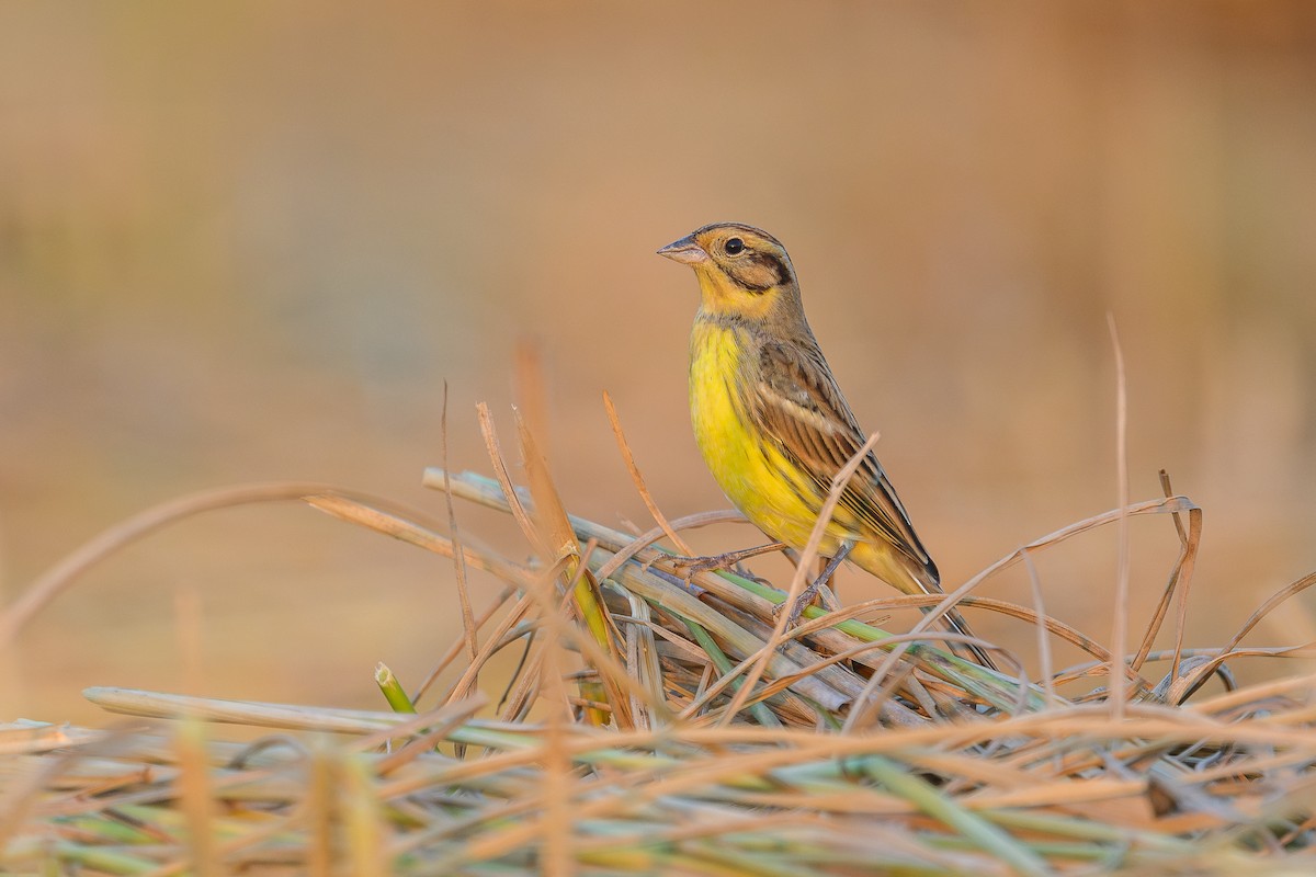 Вівсянка лучна - ML645943889