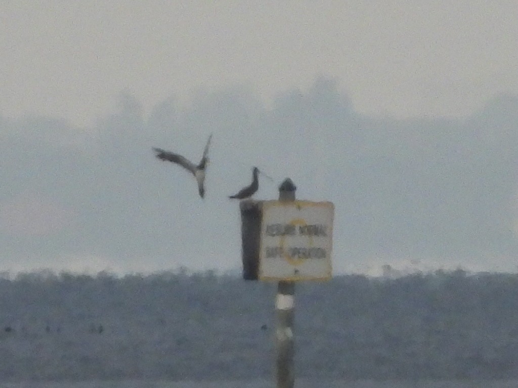 Brown Booby - ML645943890