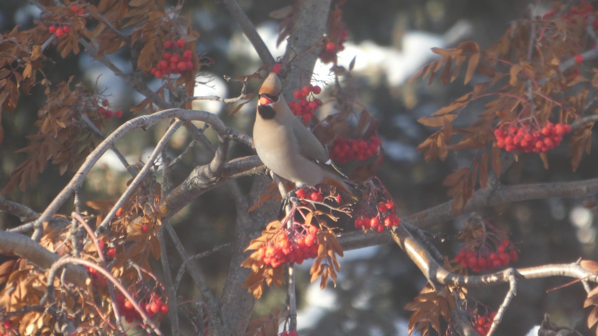 Bohemian Waxwing - ML645943891