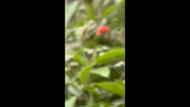 Pileated Parrot - ML645943895