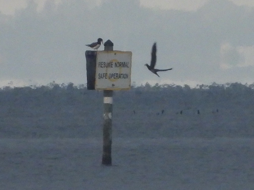 Brown Booby - ML645943897