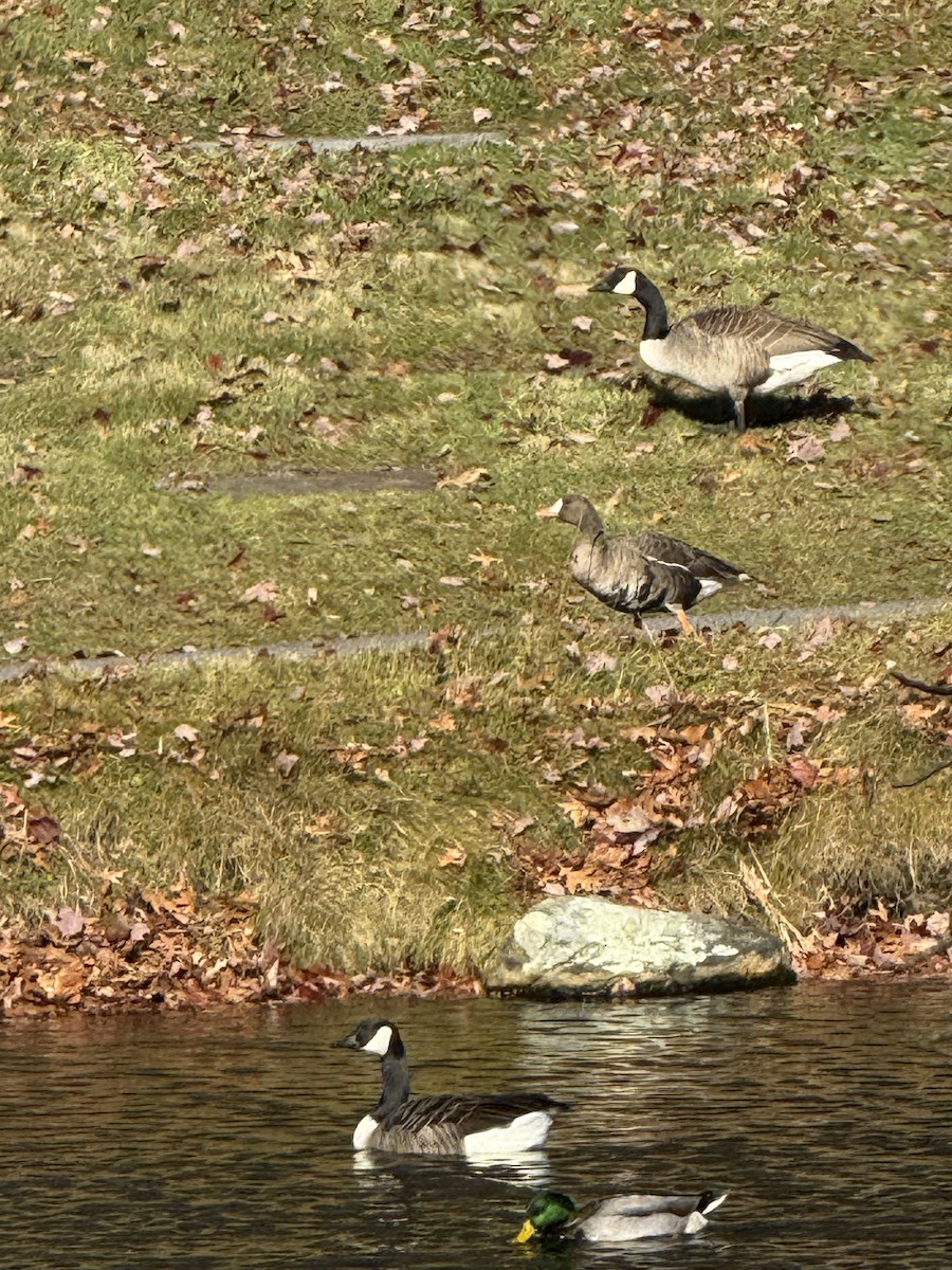 Greater White-fronted Goose - ML645943898