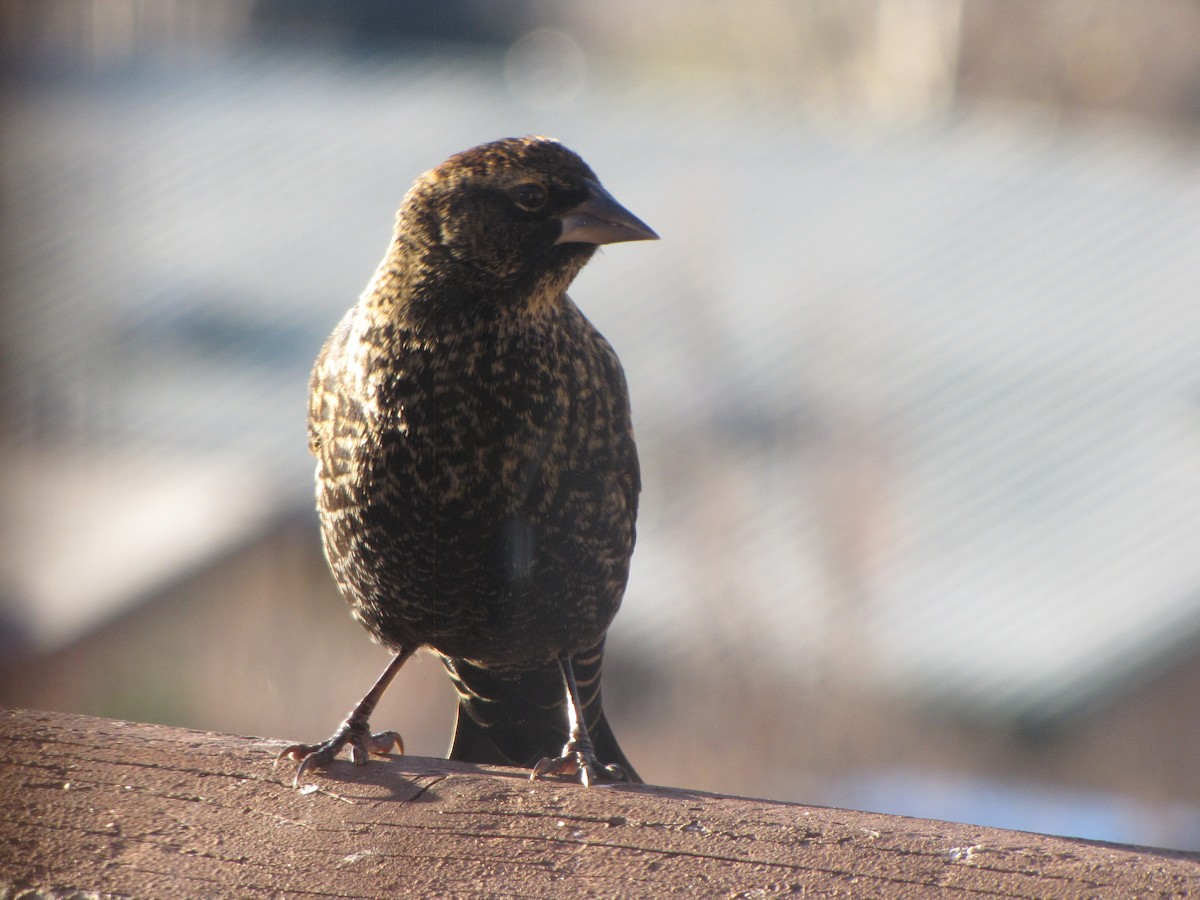 Red-winged Blackbird - ML645943901