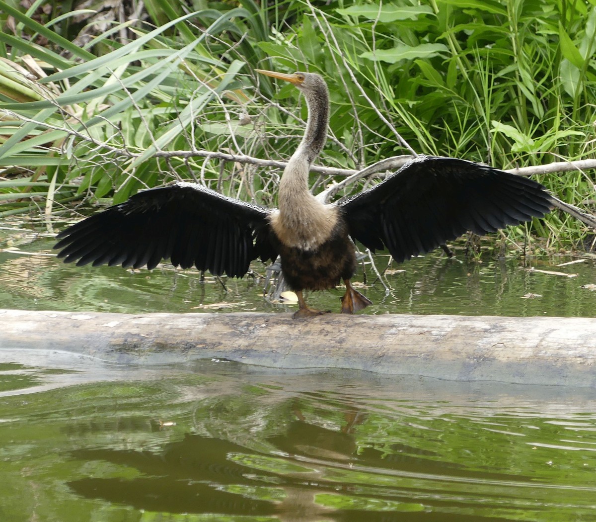 Anhinga - ML645943903