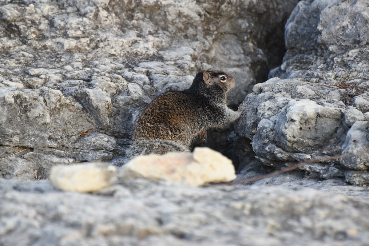 Texas Rock Squirrel - ML645943907