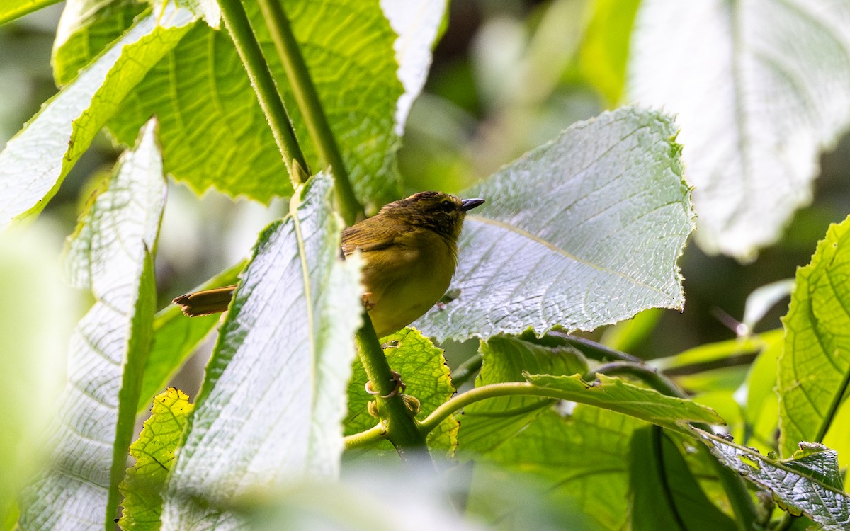 Двухполосый певун (bivittata/argentinae) - ML645943910