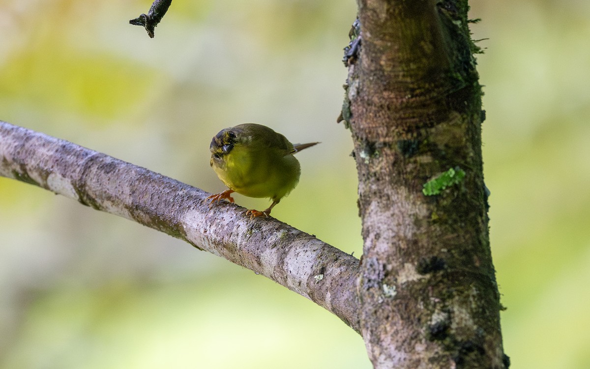 Двухполосый певун (bivittata/argentinae) - ML645943911