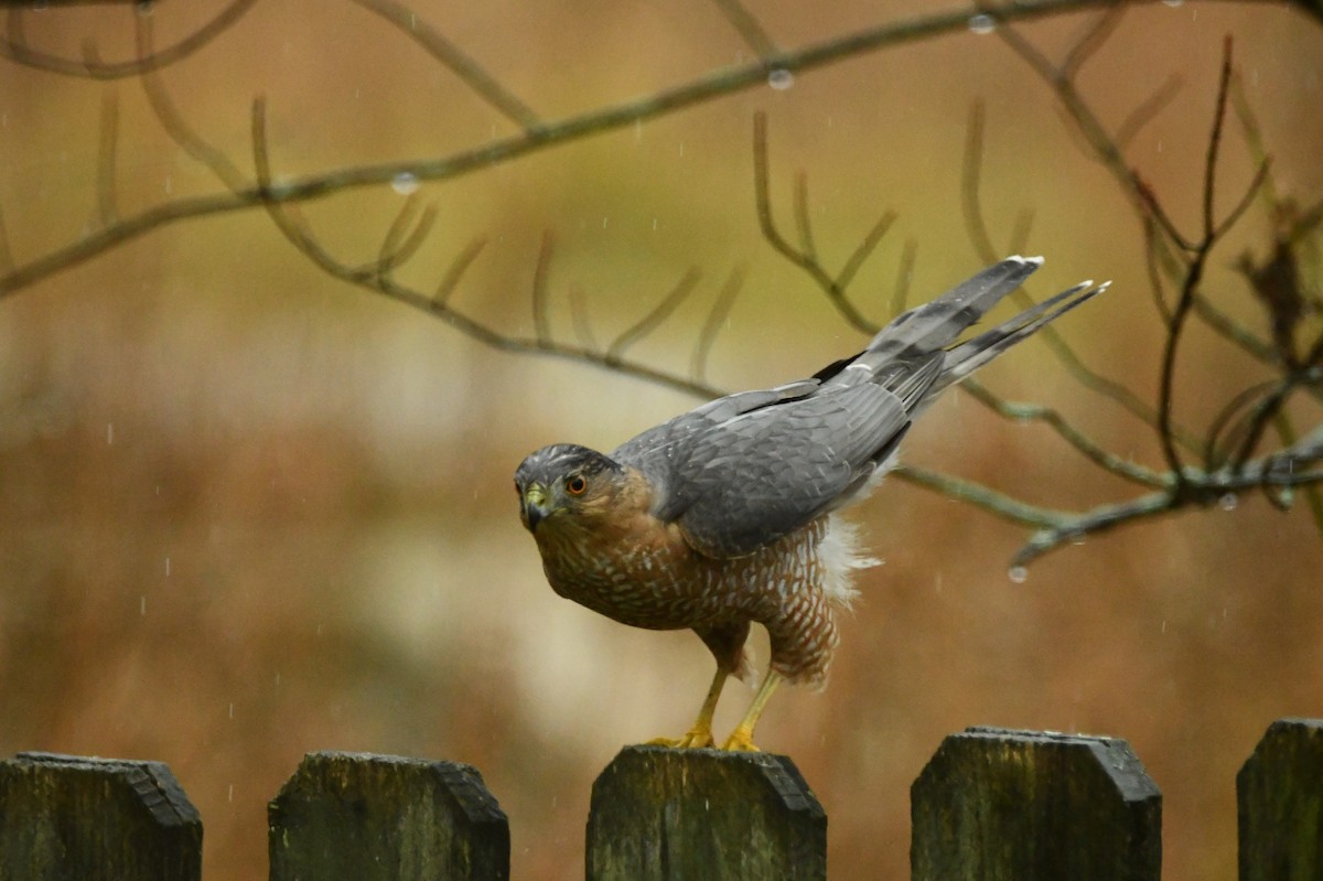 jestřáb americký - ML645943918