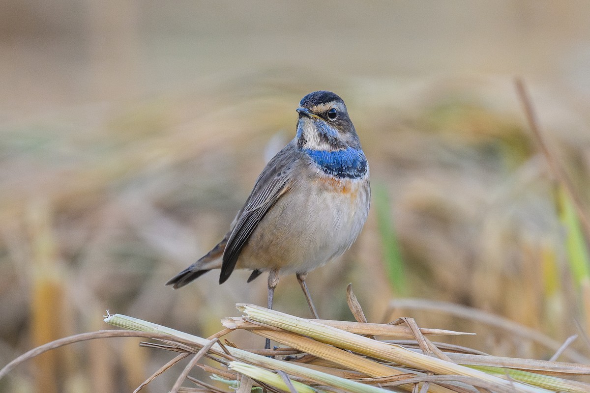 Bluethroat - ML645943925