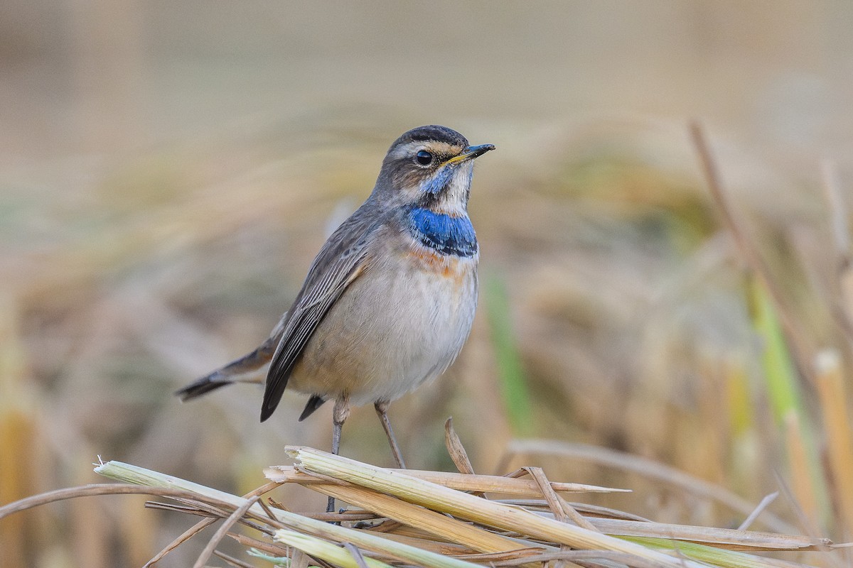 Bluethroat - ML645943927