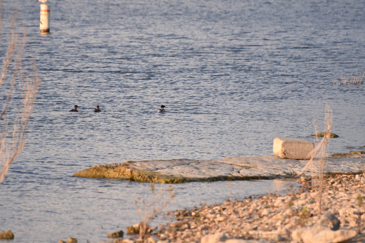 Red-breasted Merganser - ML645943928