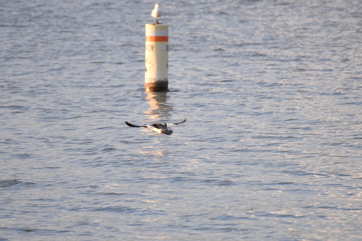 Red-breasted Merganser - ML645943929