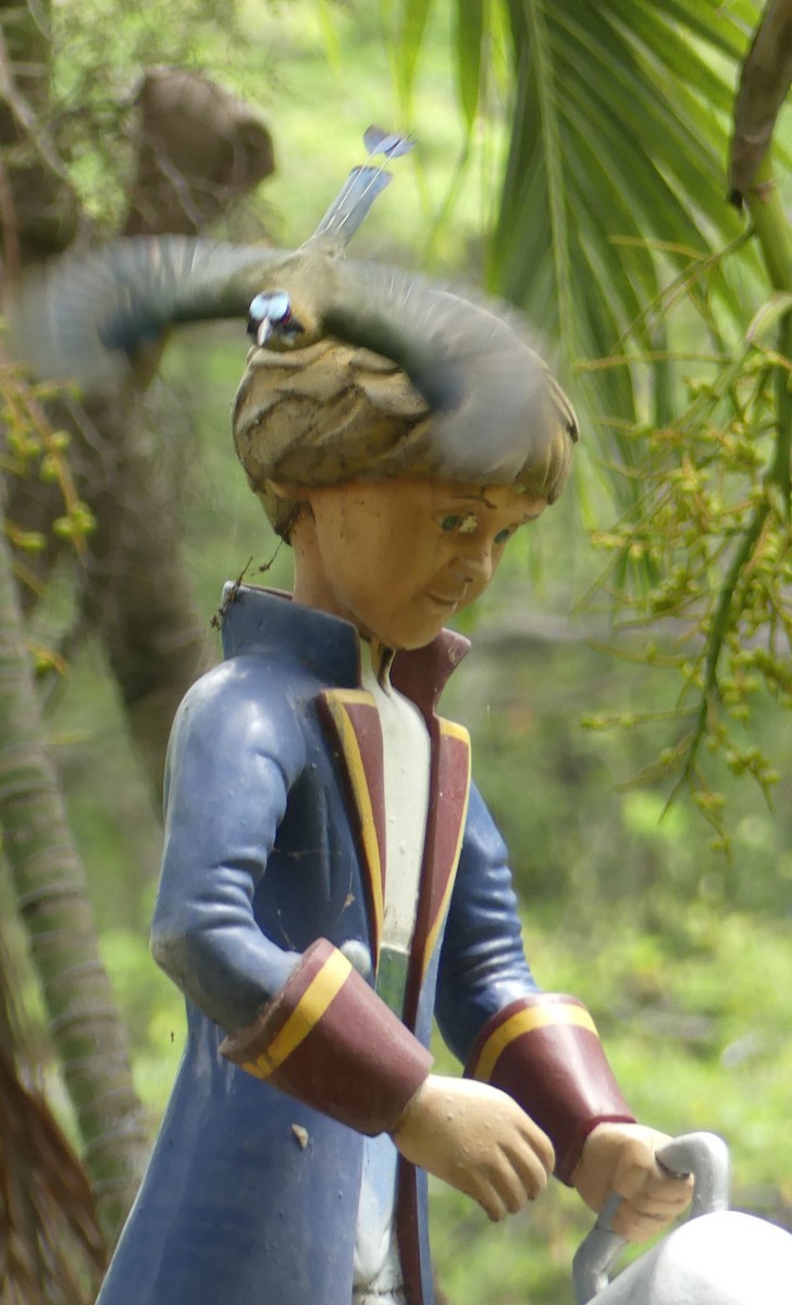 Whooping Motmot - ML645943931