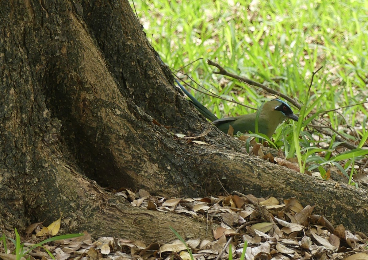 Whooping Motmot - ML645943932