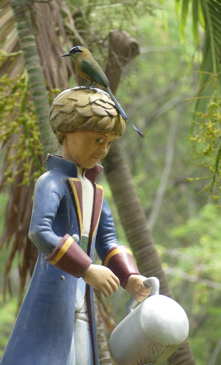 Whooping Motmot - ML645943933