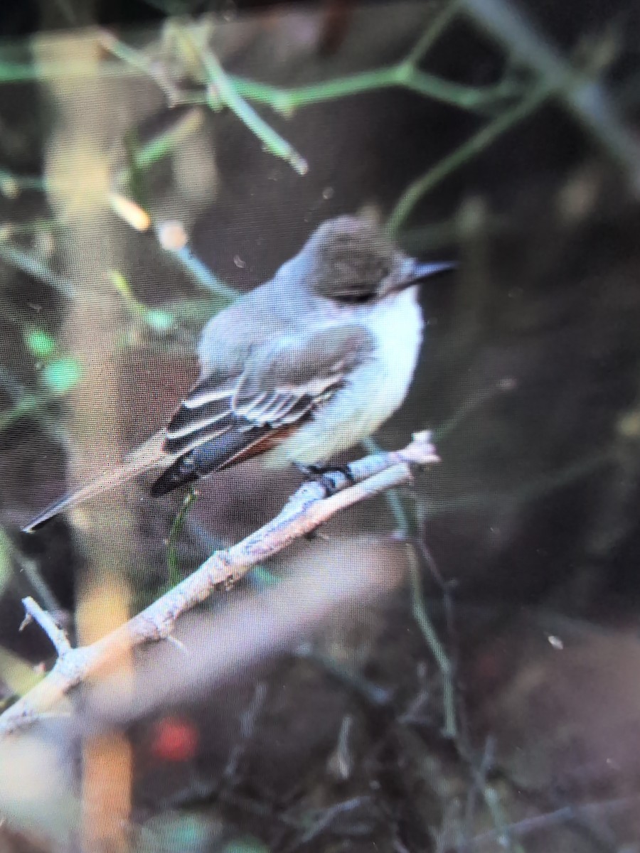 Gri Boğazlı Sinekkapan - ML645943934