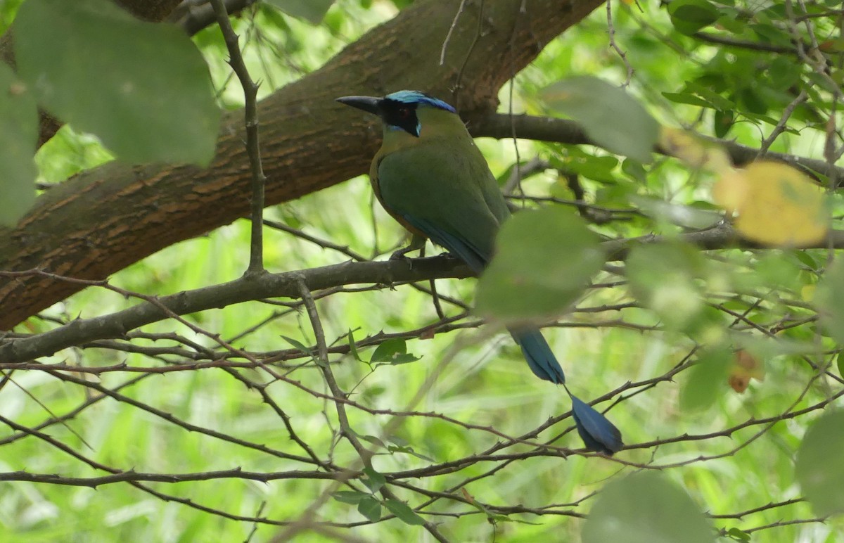Whooping Motmot - ML645943936