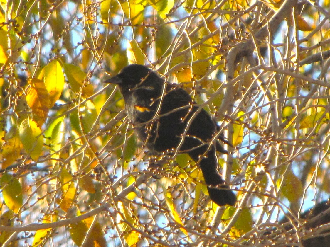 Red-winged Blackbird - ML645943941