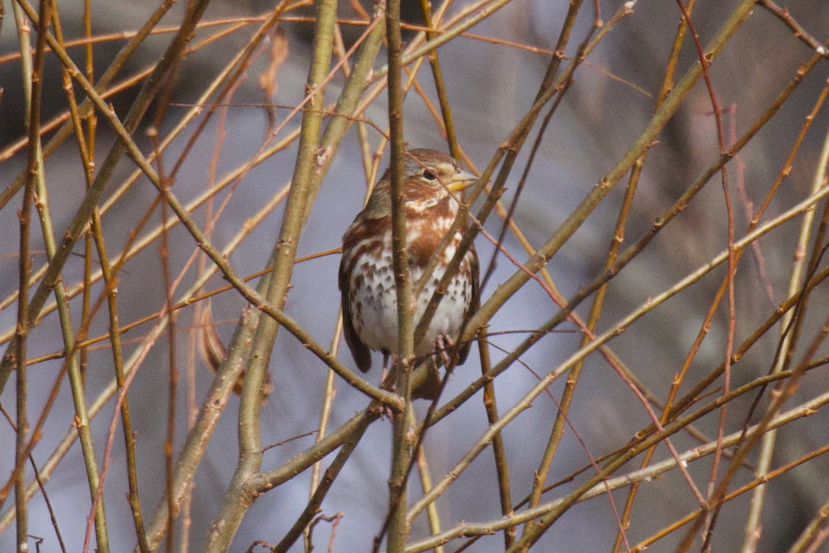 strnadec kaštanový - ML645943942