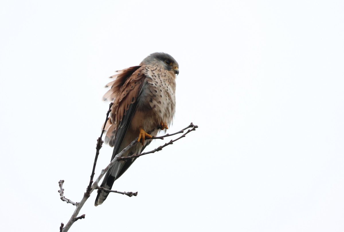 poštolka obecná - ML645943946