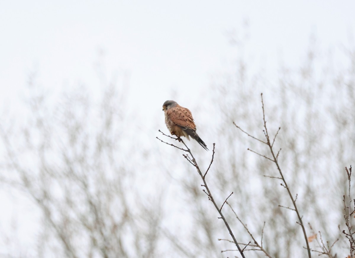 poštolka obecná - ML645943947