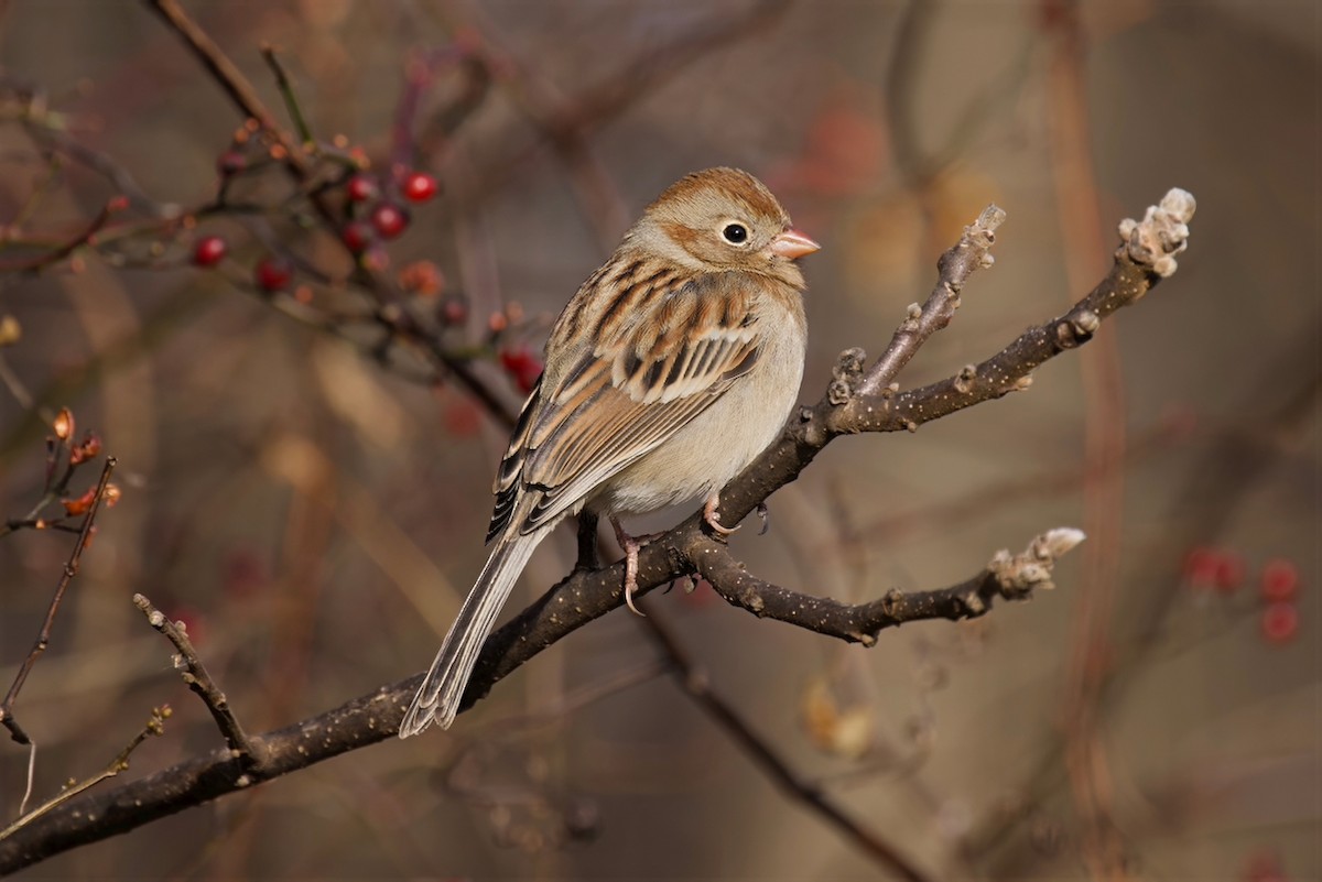 Field Sparrow - ML645943948