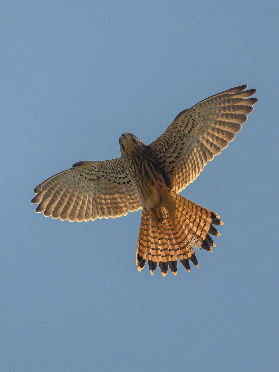 Eurasian Kestrel - ML645943949