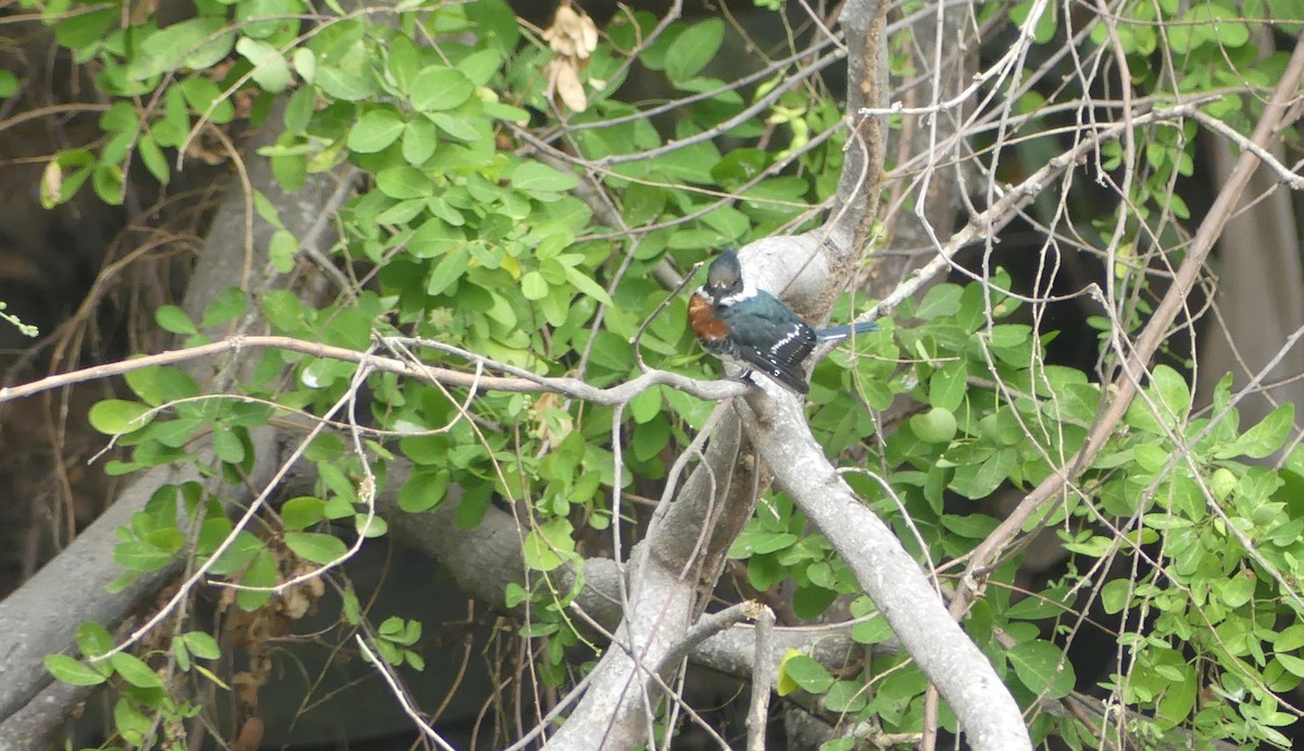 Green Kingfisher - ML645943951