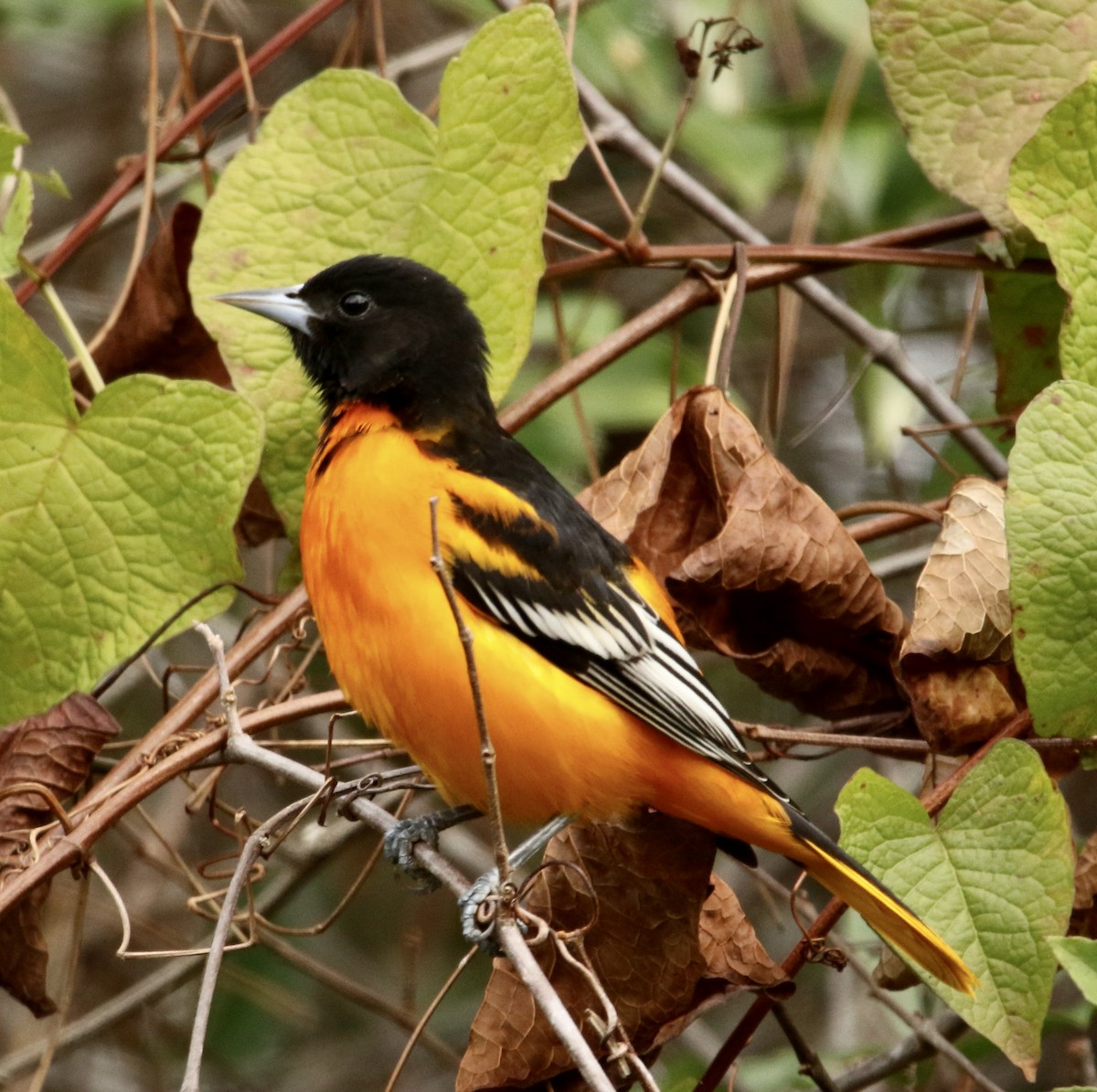 Балтиморский трупиал - ML645943952