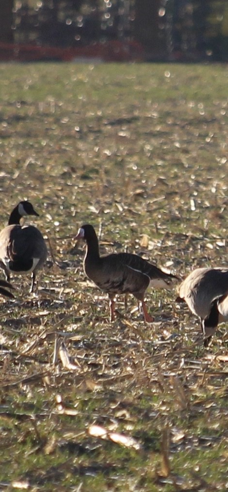 Greater White-fronted Goose - ML645943955