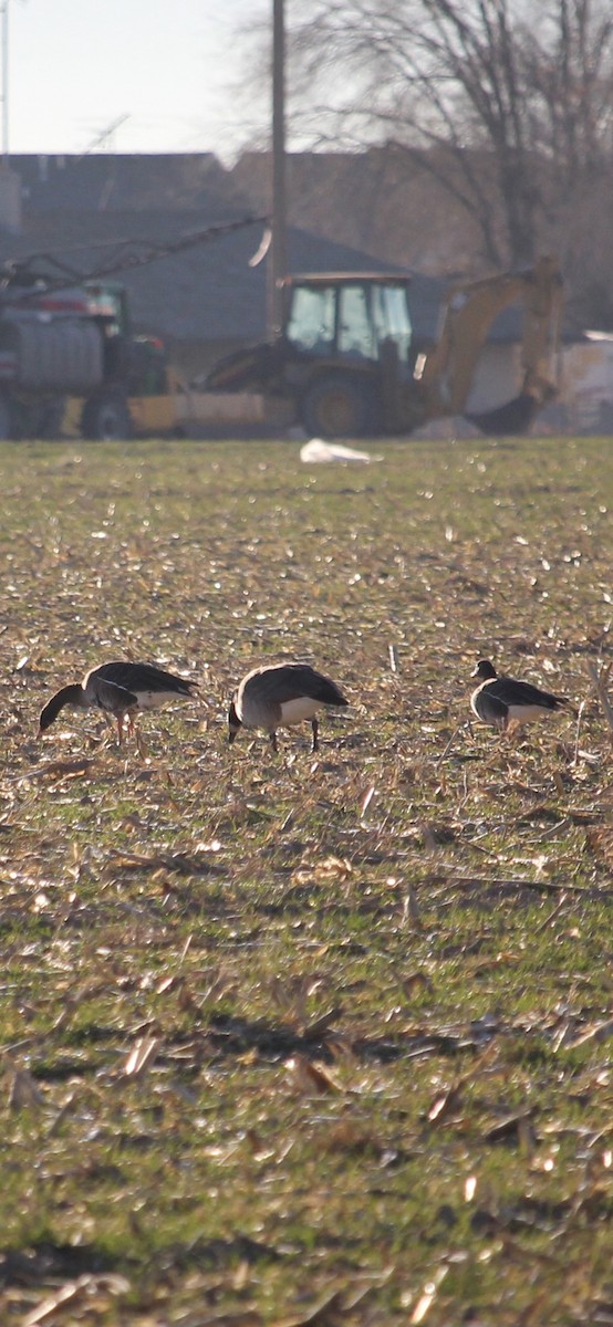 Greater White-fronted Goose - ML645943956