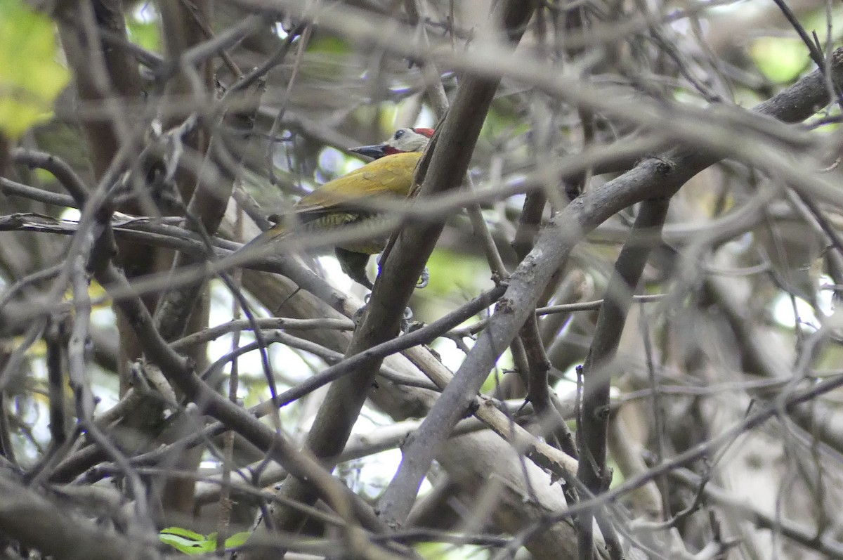 Golden-olive Woodpecker - ML645943958