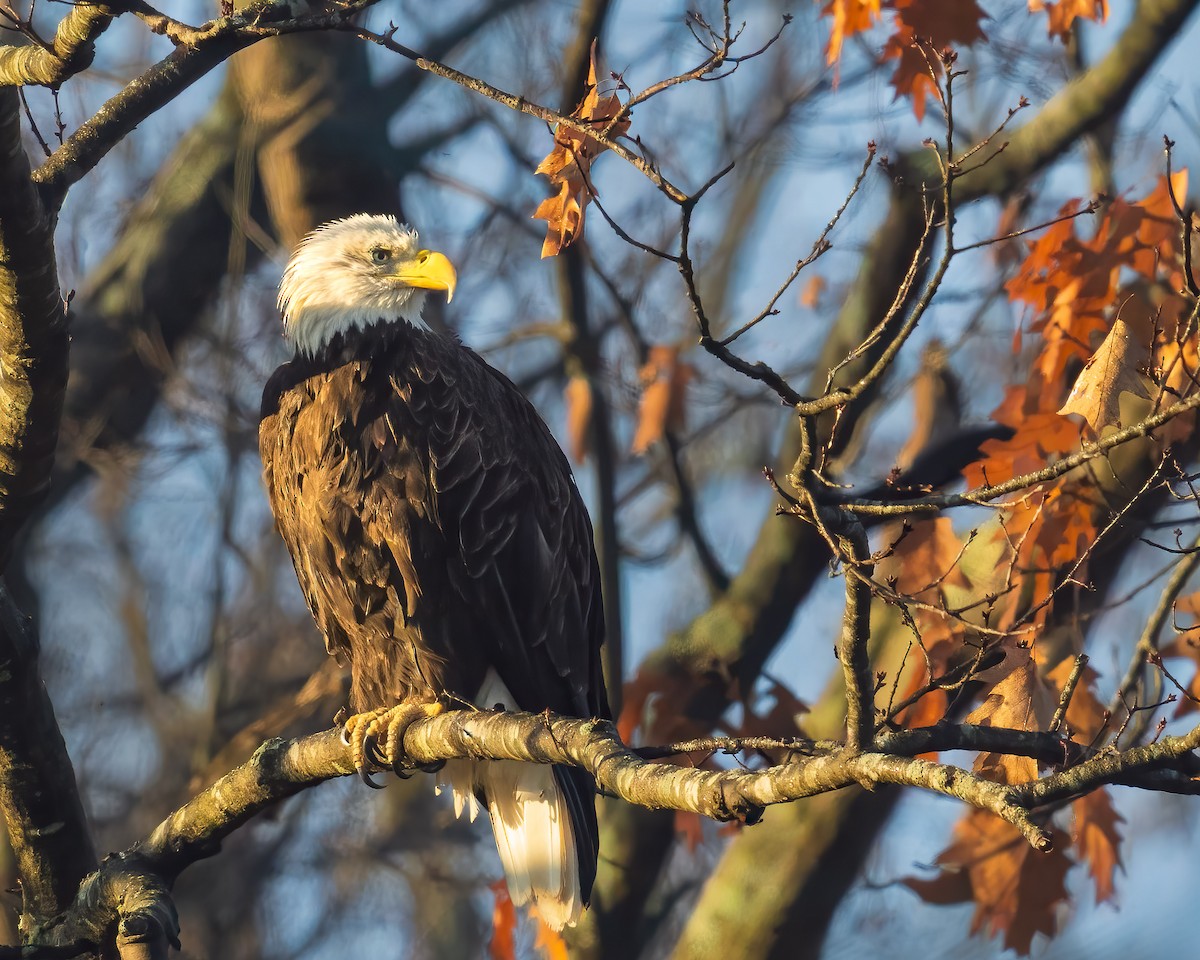 Bald Eagle - ML645943965