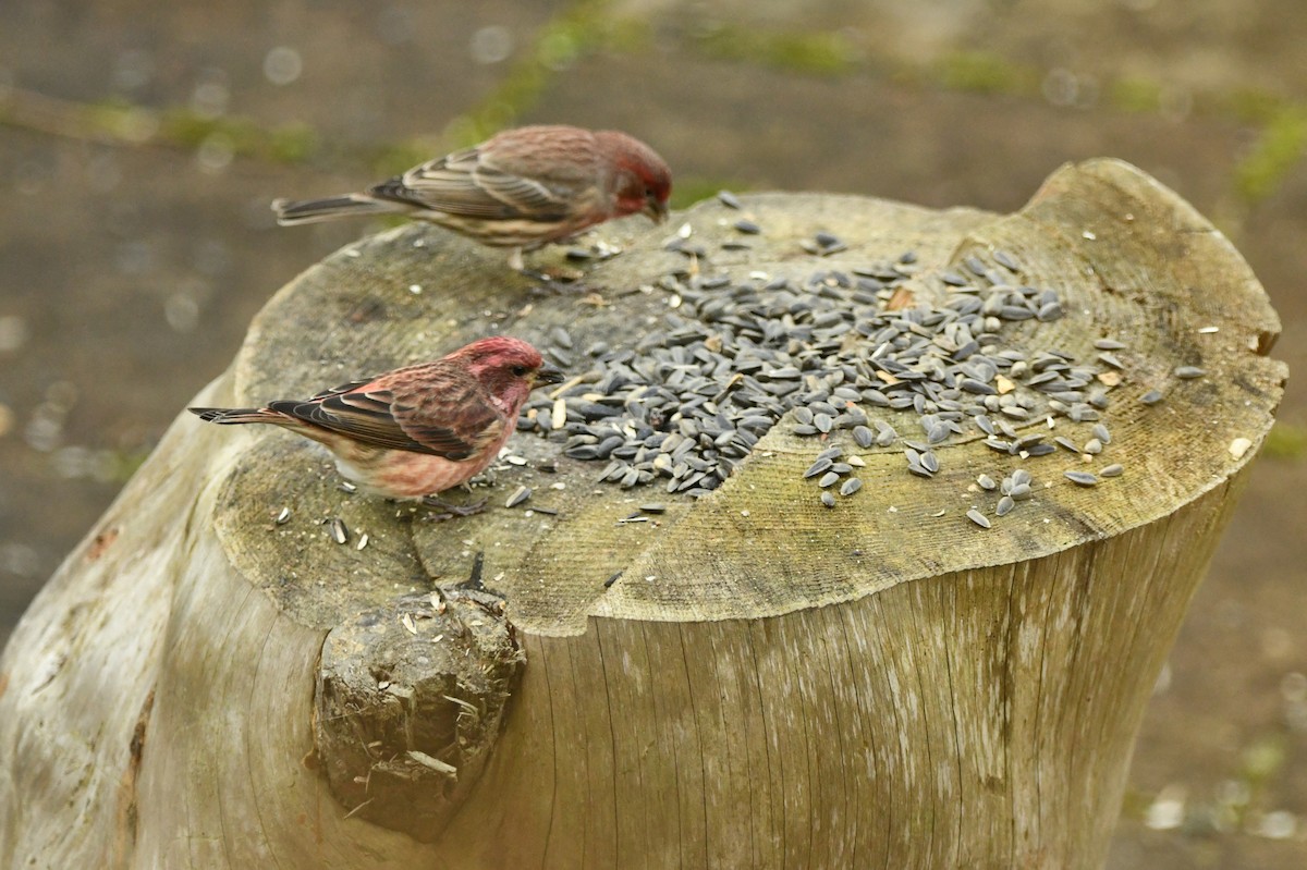 hýl nachový - ML645943966