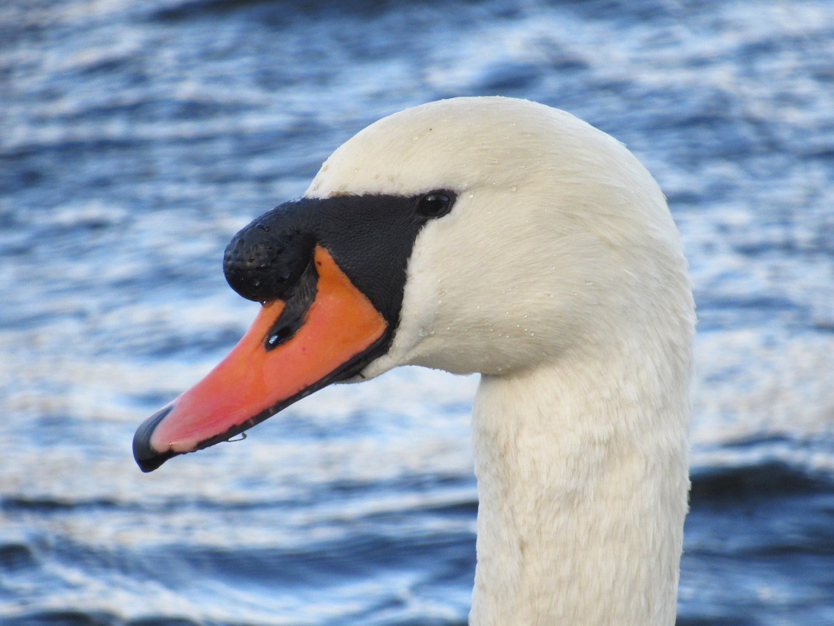 疣鼻天鵝 - ML645943972