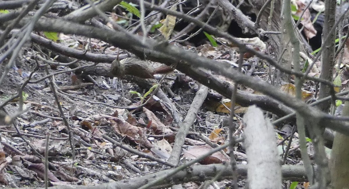 Streak-headed Woodcreeper - ML645943977