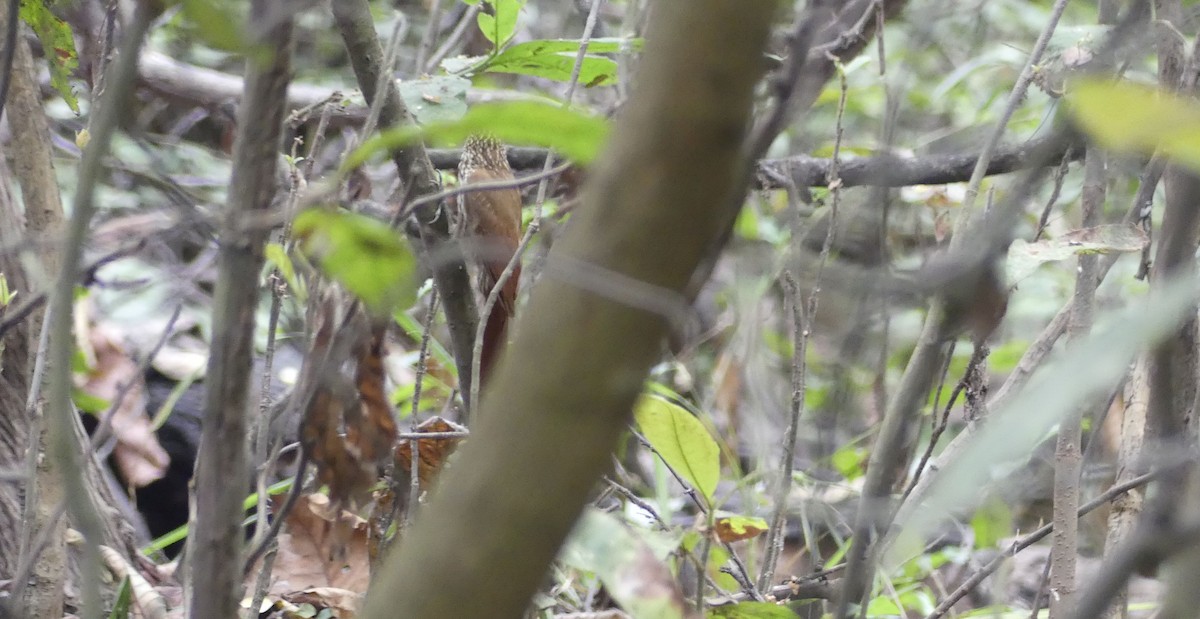 Streak-headed Woodcreeper - ML645943978