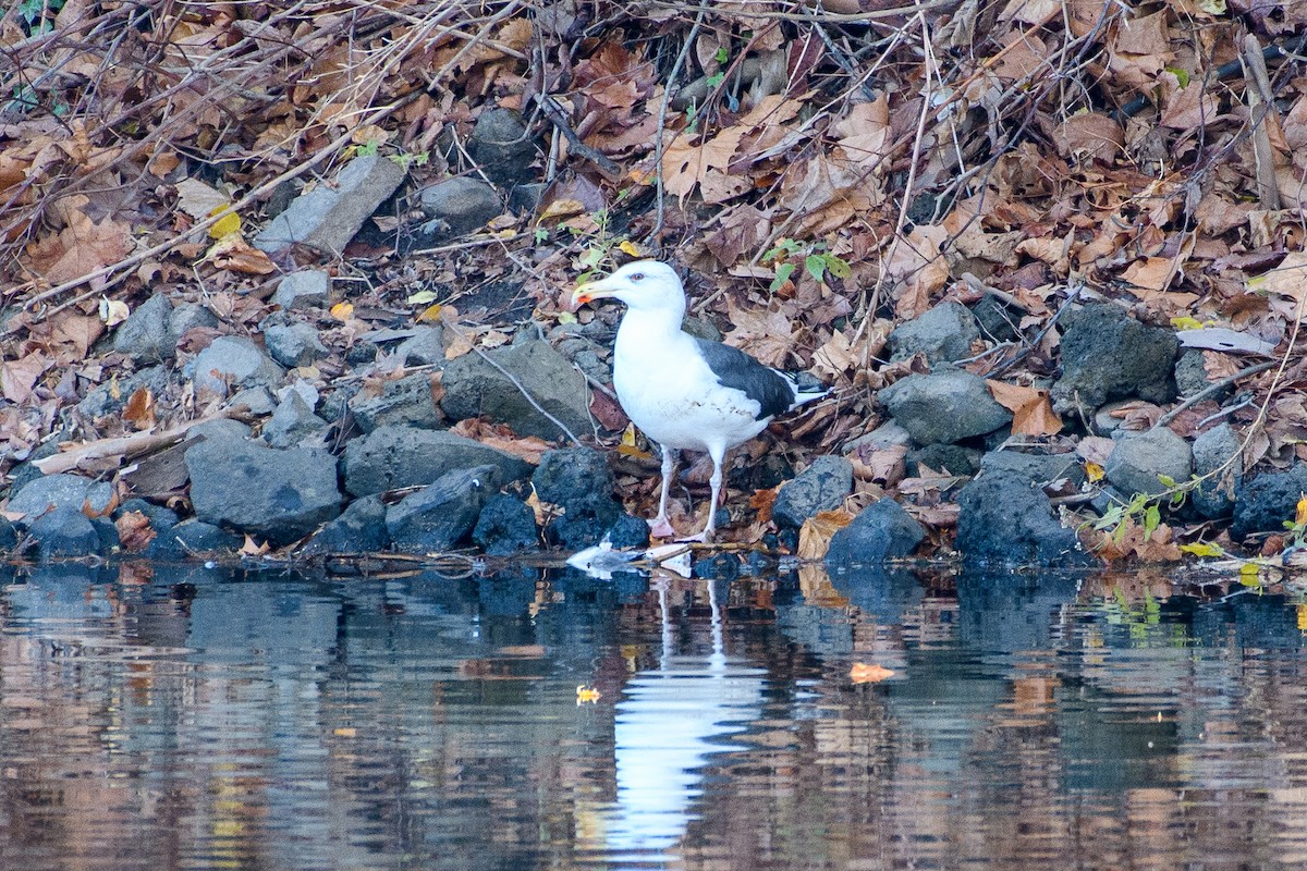 Мартин морський - ML645943979